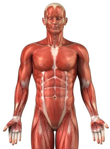 Muž svalový systém anatomie přední pohled — Stock obrázek