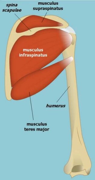 Musculus supraspinatus | Medicína, nemoci, studium na 1. LF UK