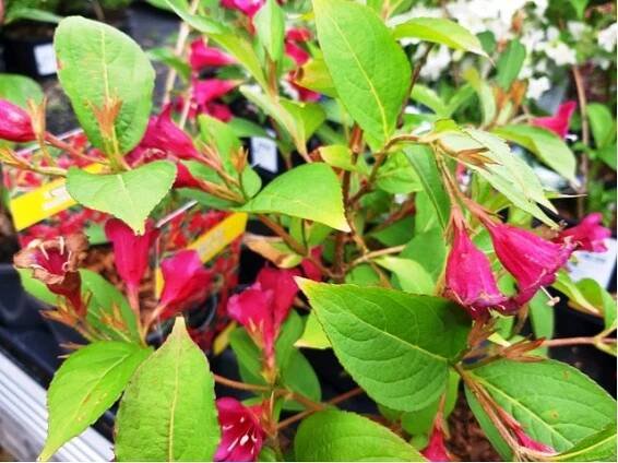 Weigela RED PRINCE - purpurová, C 1 l - Okrasné keře a stromy | Subtropické zahradnictví KRUH