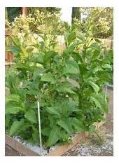 Tabák Madole SPECIÁL – Nicotiana tabacum – prodej semen tabáku
