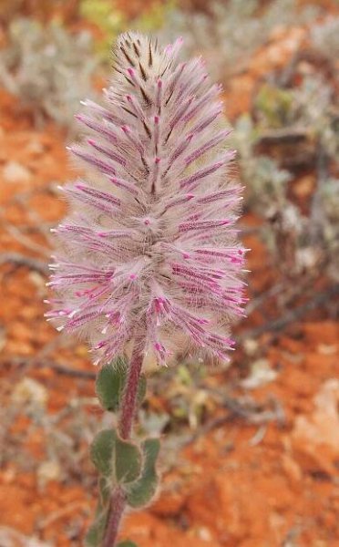 Soubor:Ptilotus exaltatus flowers.jpg
