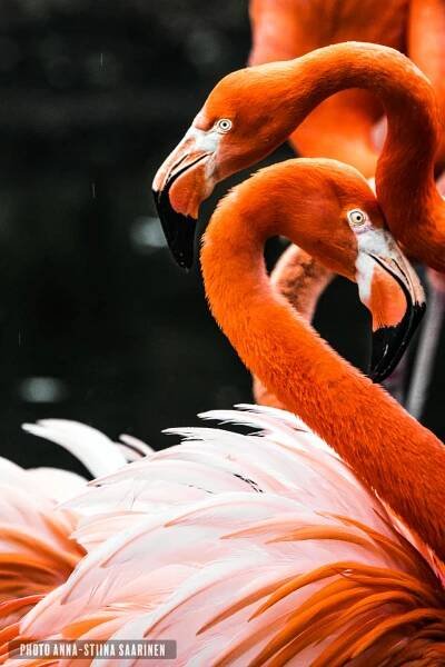 Flamingos in the Bronx Zoo NYC photo Anna-Stiina Saarinen annastiinasphotos.com