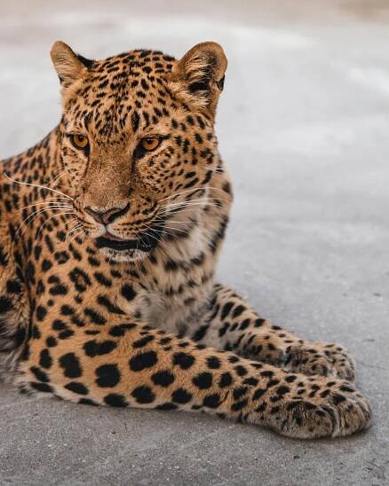 bezplatná Jaguár Odpočívá Na Stráži Základová fotografie