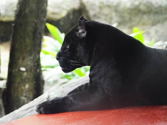 Černá puma žije spolu s rotvajlerem. Dokonce se od něj naučila i psí kousky - NeposlušnéTlapky