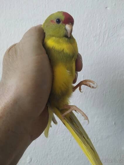 Kakariki