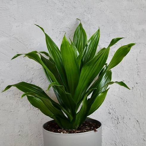 Dracaena fragrans Green Jewel