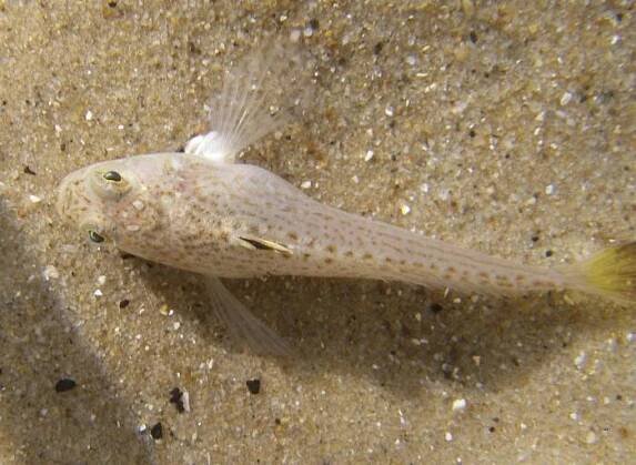 Echiichthys vipera (ostnatec jedovatý) | BioLib.cz