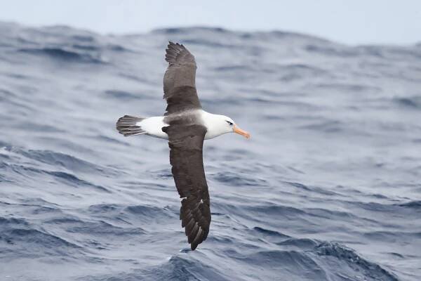 Súbor:Thalassarche impavida - SE Tasmania.jpg – Wikipédia