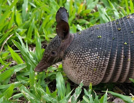 bezplatná Pásovec devítipásý shání potravu v bujné trávě Bolívie a předvádí své výrazné brnění. Základová fotografie