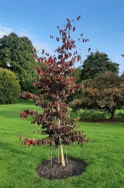 Parrotia persica 'Bella'