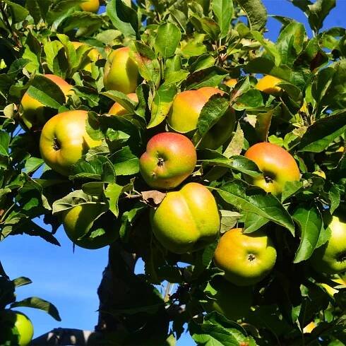 Jonagold Apple Tree