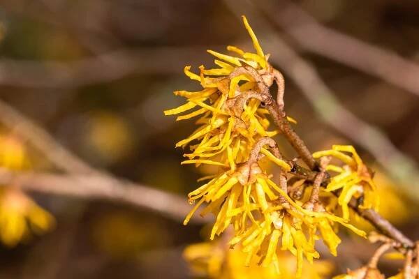 Witch hazel flowering (Hamamelis virginiana)