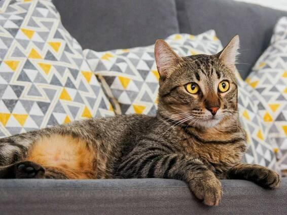 Grounded Paws Cat Cafe