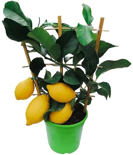 Grow by OBI Citrus mix špalír, pr. 15 x 40 cm