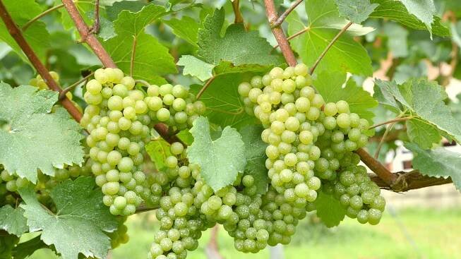 Chardonnay-edited