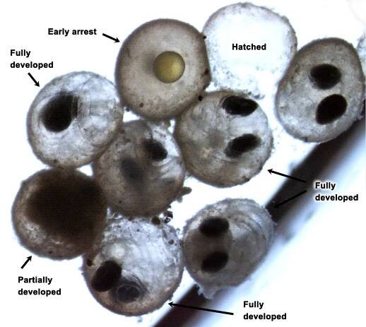 CO2 :: Ocean Carbon & Biogeochemistry