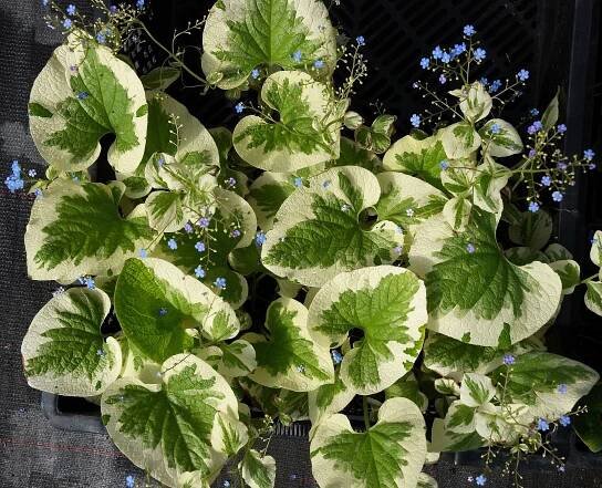 Soubor:Brunnera macrophylla A.jpg