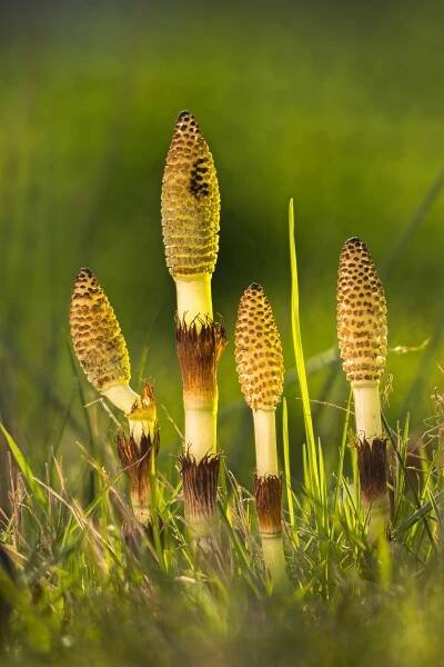 Horsetail - Organic Olivia
