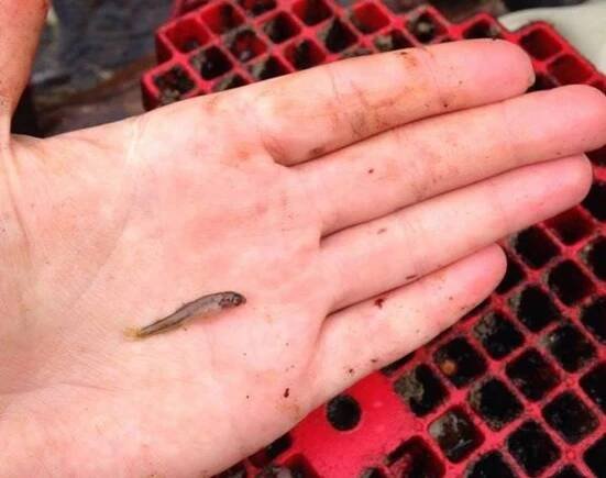 Salmon Reintroduction - Environment and Resources Management Association