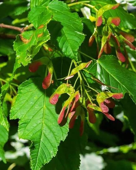 Amur Maple (Acer ginnala) foliage