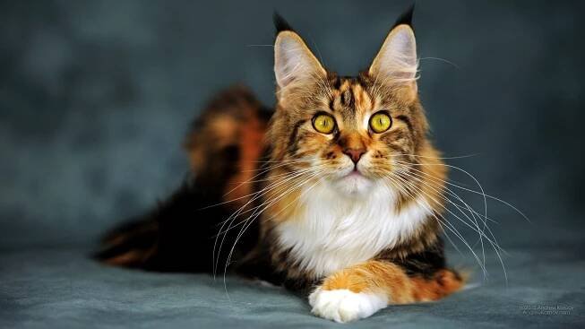 Jména pro chlapce Maine Coon (35 fotografií): vtipné a krásné přezdívky pro kočky Maine Coon