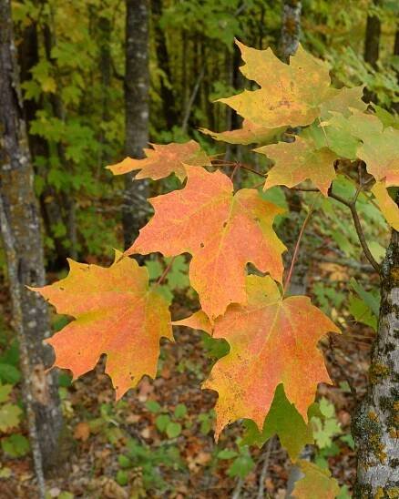 Maple Tree Varieties: Information About Maple Tree Identification | Gardening Know How