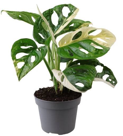 Monstera, Monstera adansonii Variegata, panašovaná, průměr květináče 12 cm