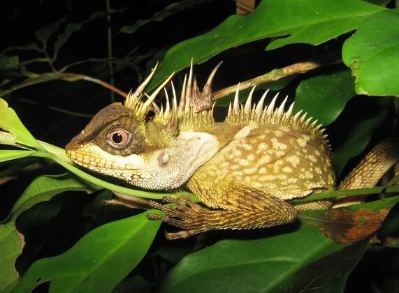 species Acanthosaura phuketensis