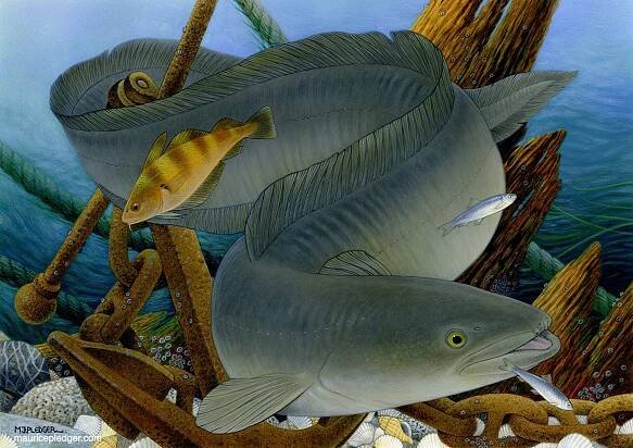 Fish – Maurice Pledger