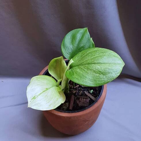 Scindapsus silver splash | Happy Plant Nursery