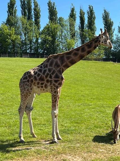 Výlet do ZOO Dvůr Králové - Základní škola, Nový Bydžov, F. Palackého 1240