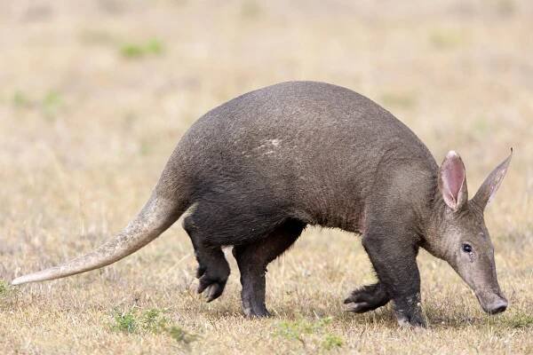 Deep Aardvark Facts