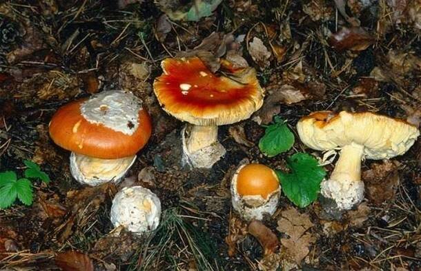 Muchomůrka císařka (Amanita caesarea)