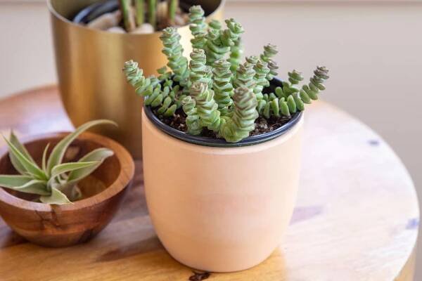Jak zdobit a pečovat o Crassula perforata variegata