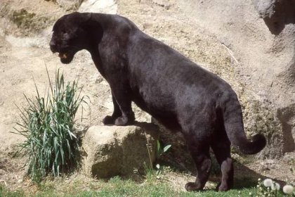 Jaguár - černá forma | Zoo Olomouc - Svatý Kopeček 