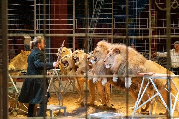 Hurá do Cirkusu Humberto na zbrusu novou show: akrobati, klauni i exotická zvířata v Náchodě