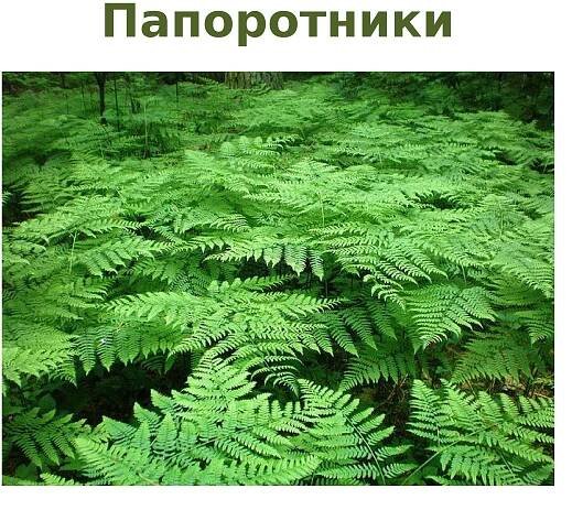 Орляк обыкновенный царство