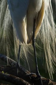 The wispy breeding plumage of a great egret is backlit by a rising sun in Audubon's Corkscrew Swamp Sanctuary. Because of the swamp’s pockets of deep water, birds come from around the watershed to forage for fish here during the dry season. Photograph by Mac Stone