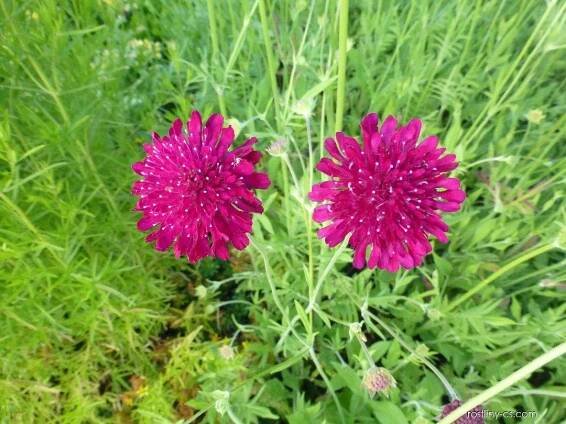 Chrastavec makedonský Mars Midget (Knautia macedonica)