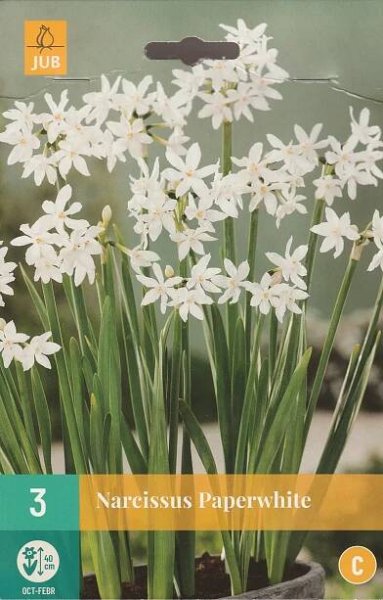 Narcis taceta Paperwhite (3 cibule, mnohokvětý, pokojový, bílý)