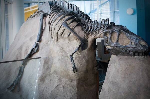 All about dinosaurs | DinosaurusBlog