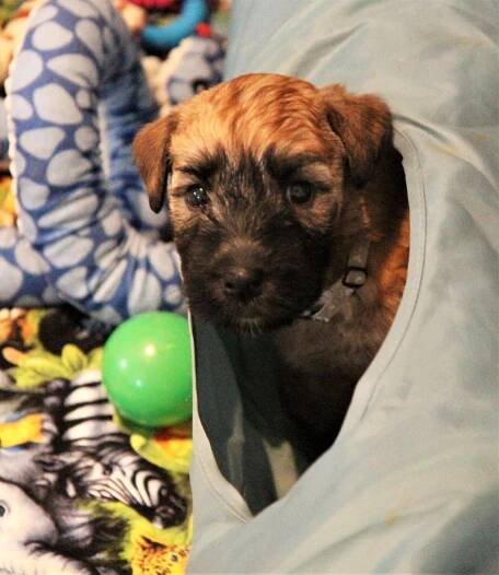 Élevage Wheaten Boréal - Am CH/Can GCH CH Boreal Northern Star Guinness x Am GCH/Can CH Keepsake Waves Ryder