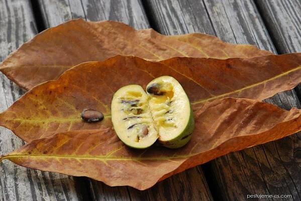 Muďoul trojlaločný Taytwo (Asimina triloba), semena