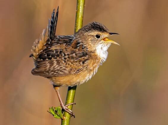 Sedge Wren 