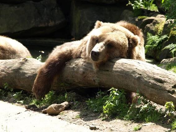 Zoo Děčín foto 3