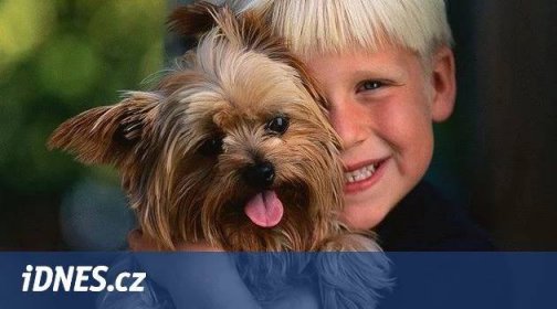 Deset nejoblíbenějších psích mrňousů. Vedou jezevčík, čivava a jorkšír - iDNES.cz