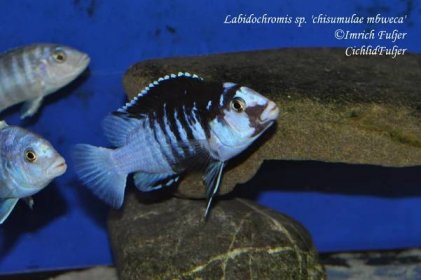 Labidochromis sp. 'chisumulae mbweca'