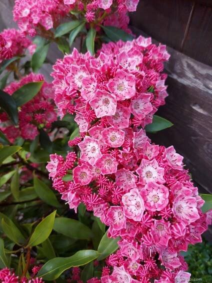 Mamota širokolistá (Kalmia latifolia)