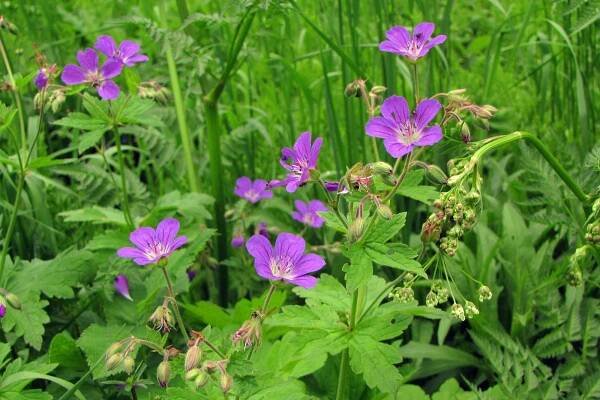 Kakost lesní (Geranium sylvaticum)