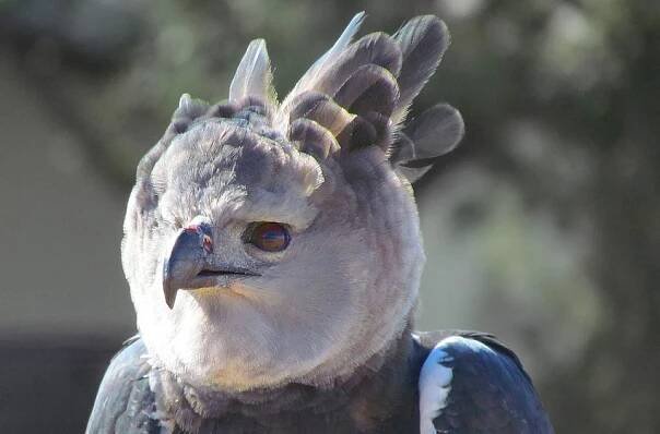 Mystical eagle thought to be extinct in Mexico reappears in Chiapas